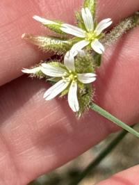 Cerastium glomeratum image